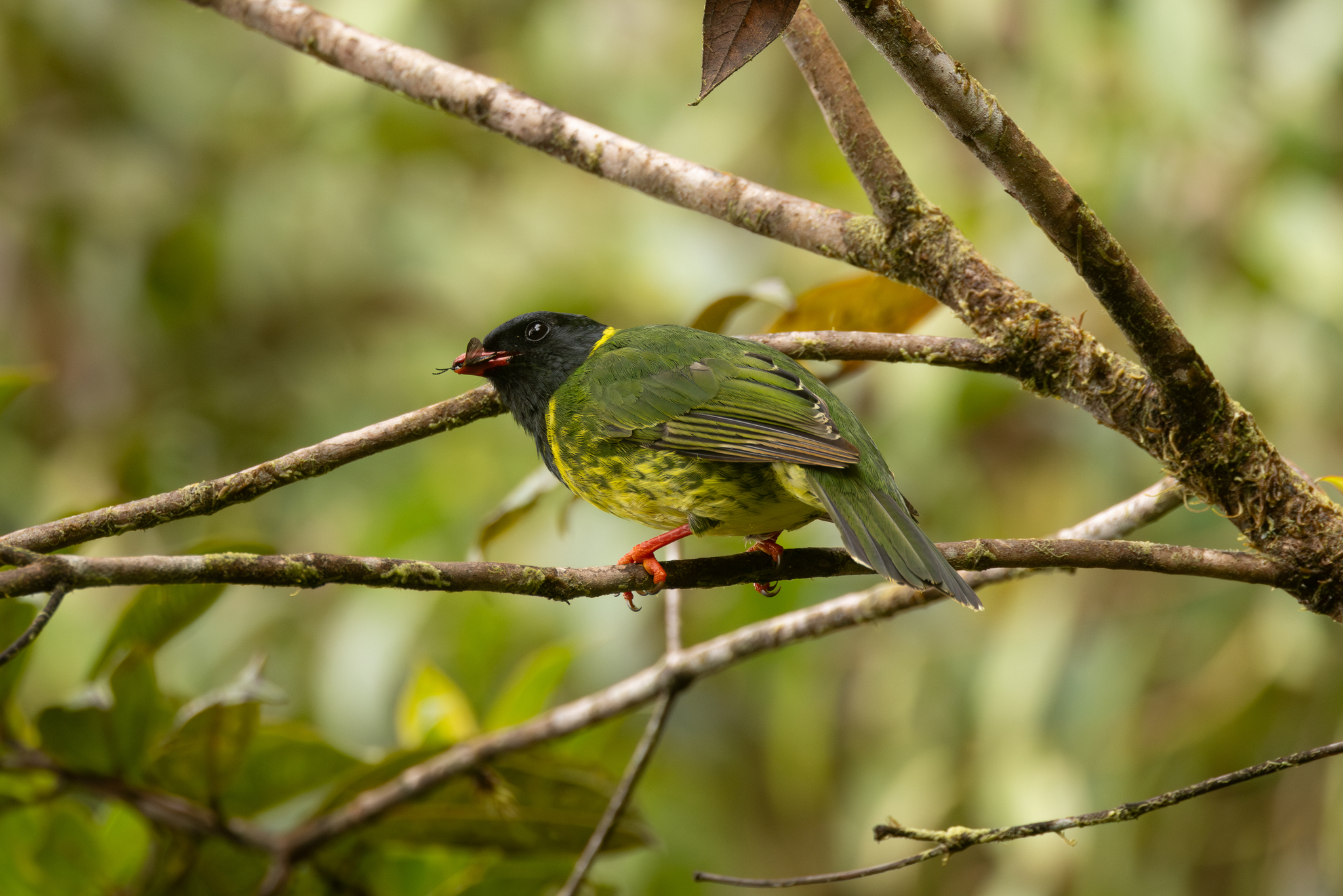Green-and-black Fruiteater (Pipreola riefferii), photo 8
