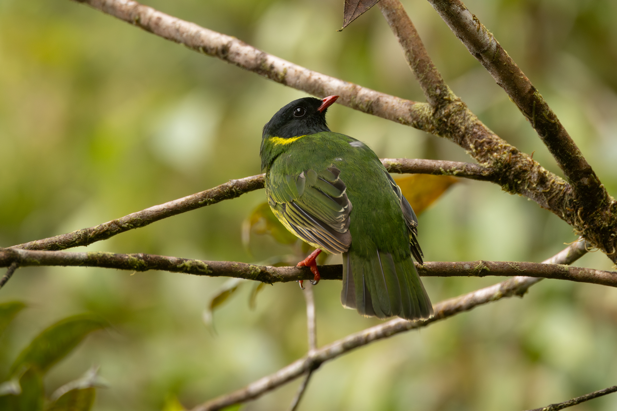 Green-and-black Fruiteater (Pipreola riefferii), photo 10