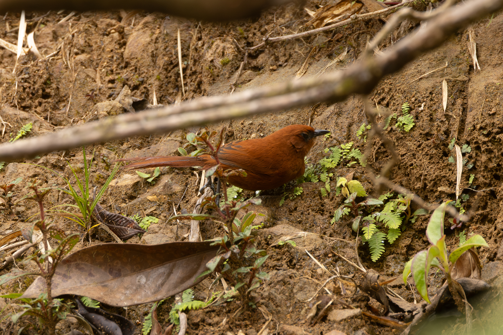 Rufous Spinetail (Synallaxis unirufa), photo 2