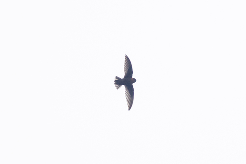 Chestnut-collared Swift (Streptoprocne rutila)