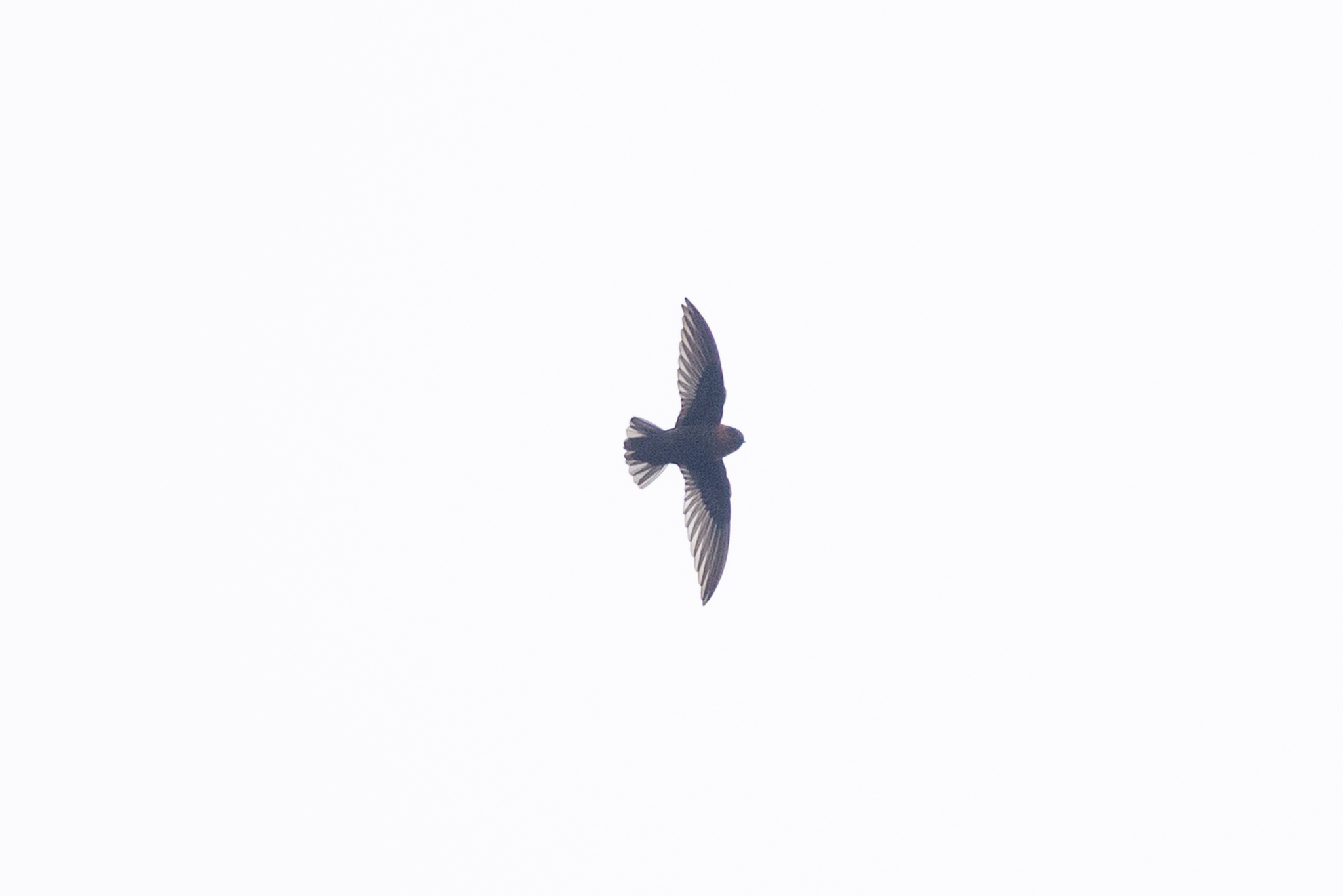Chestnut-collared Swift (Streptoprocne rutila), photo 2