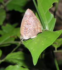 Arhopala bazaloides