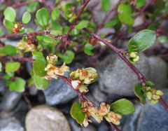 Muehlenbeckia axillaris × complexa