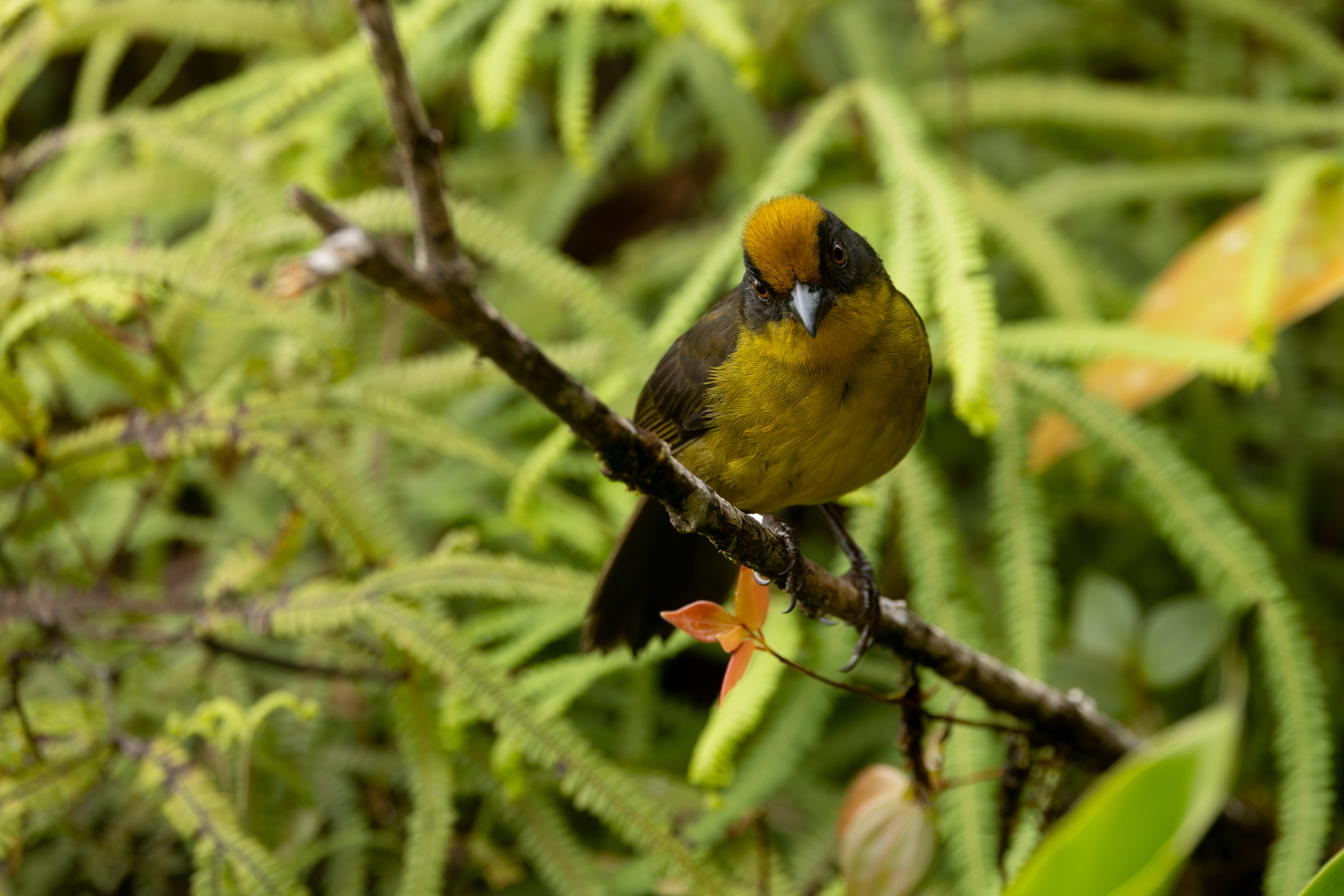 Choco Brushfinch (Atlapetes crassus), photo 8