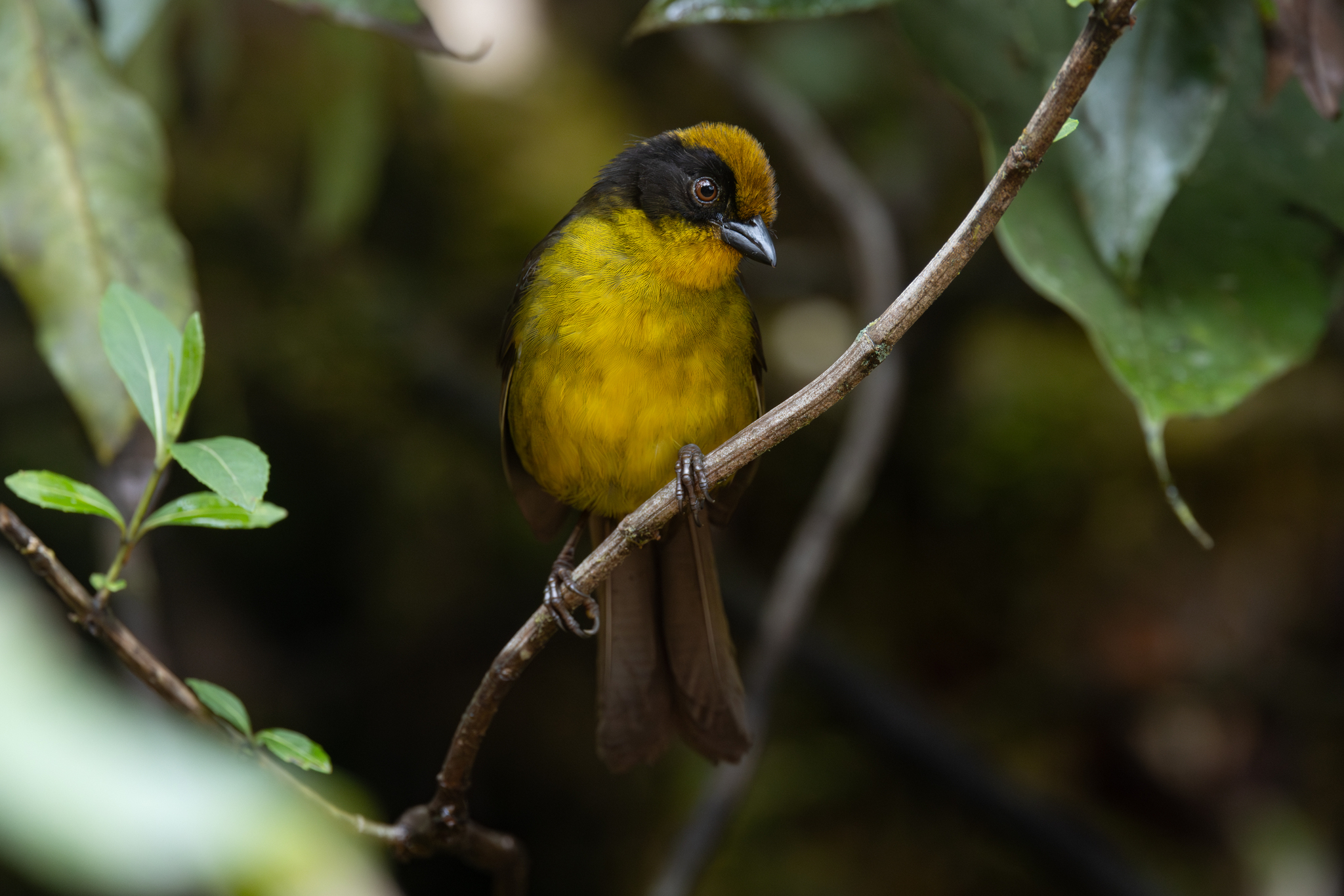 Choco Brushfinch (Atlapetes crassus), photo 7