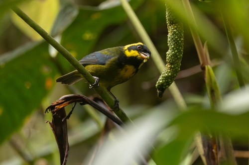 Gold-ringed Tanager (Bangsia aureocincta), photo 3