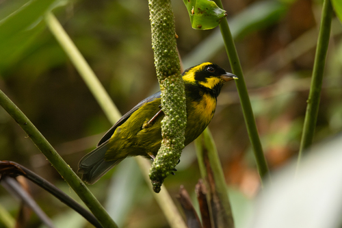 Gold-ringed Tanager (Bangsia aureocincta), photo 3