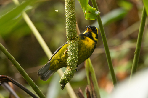 Gold-ringed Tanager (Bangsia aureocincta), photo 6