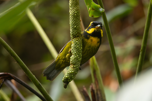 Gold-ringed Tanager (Bangsia aureocincta), photo 7
