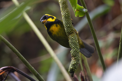 Gold-ringed Tanager (Bangsia aureocincta), photo 8
