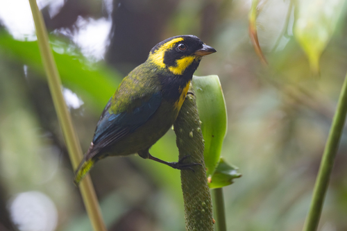 Gold-ringed Tanager (Bangsia aureocincta), photo 9