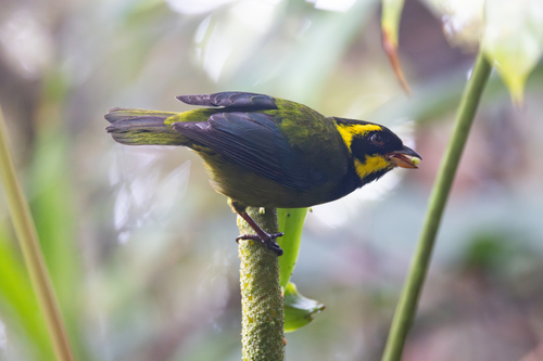 Gold-ringed Tanager (Bangsia aureocincta), photo 10