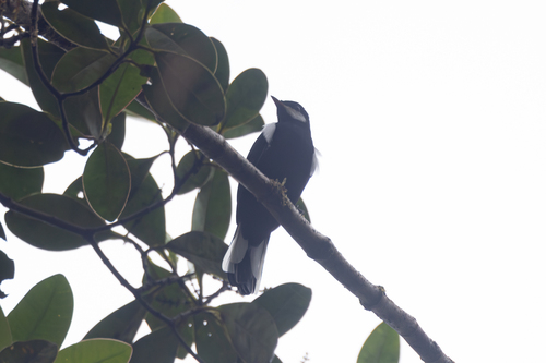 Black Solitaire (Entomodestes coracinus), photo 5