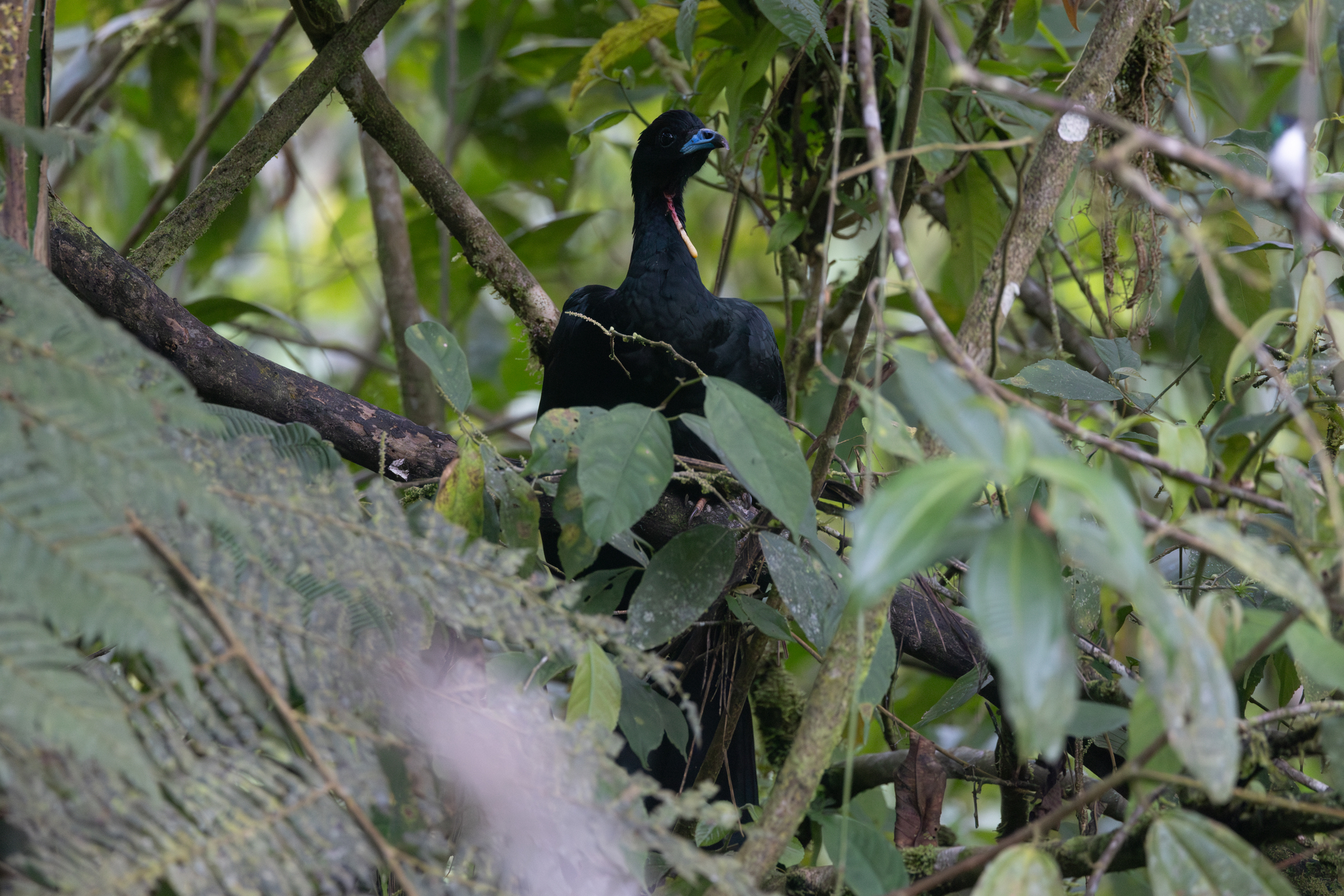 Wattled Guan (Aburria aburri), photo 2