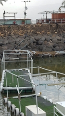 Larus armenicus