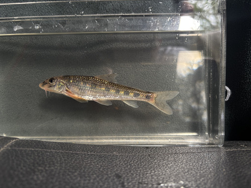 Siberian gudgeon (Gobio cynocephalus) — Cyprinidae