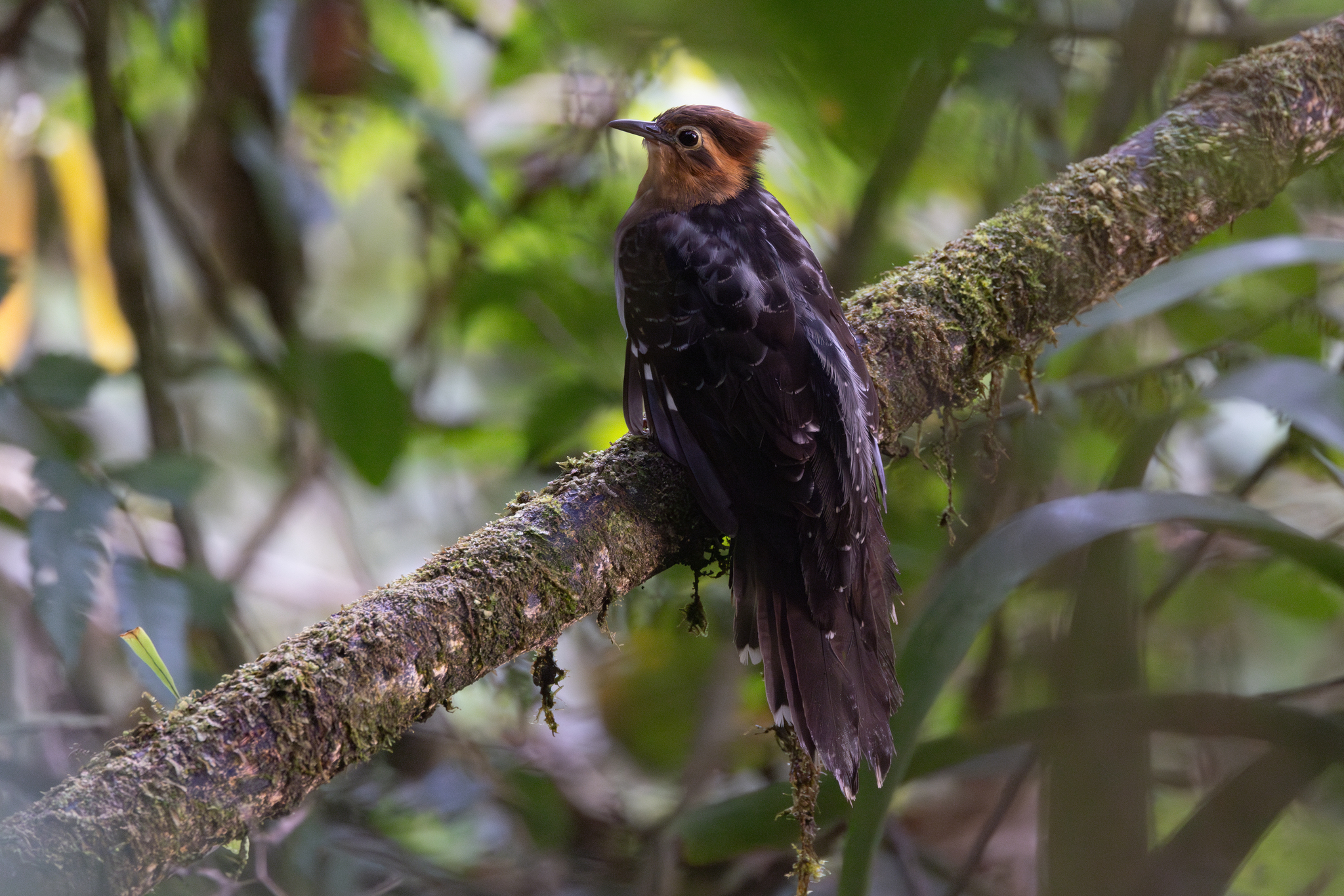 Pavonine Cuckoo (Dromococcyx pavoninus), photo 1
