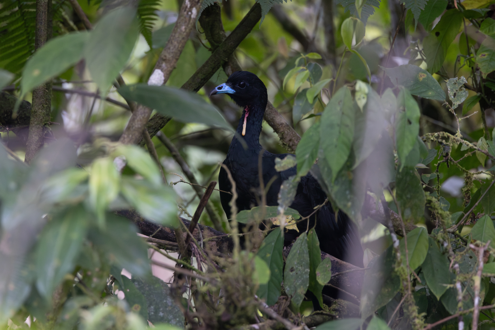 Wattled Guan (Aburria aburri), photo 1