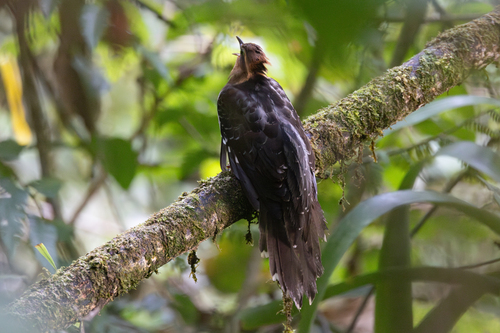 Pavonine Cuckoo (Dromococcyx pavoninus), photo 2