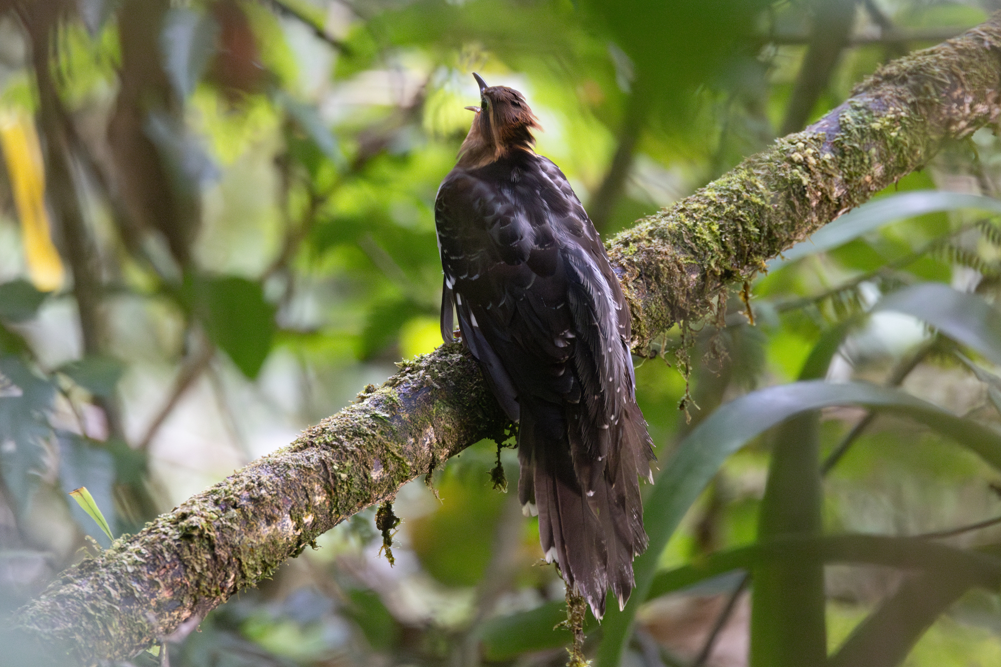 Pavonine Cuckoo (Dromococcyx pavoninus), photo 2
