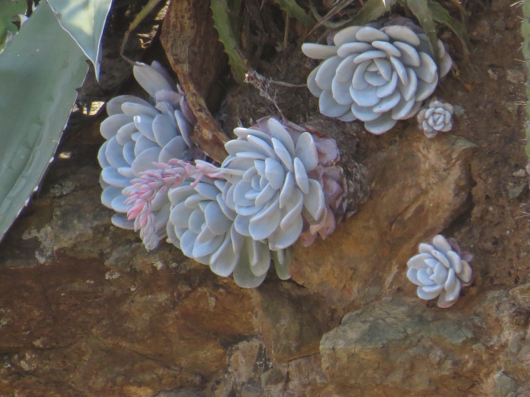 Imagem de Rosa-de-pedra