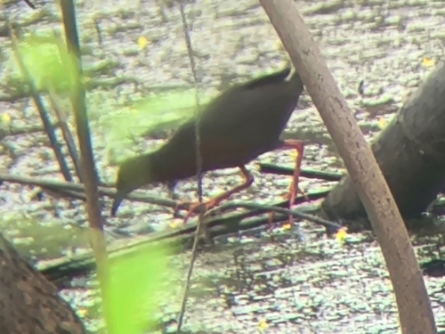 Ruddy-breasted Crake (Zapornia fusca), photo 6