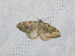 Coenotephria tophaceata