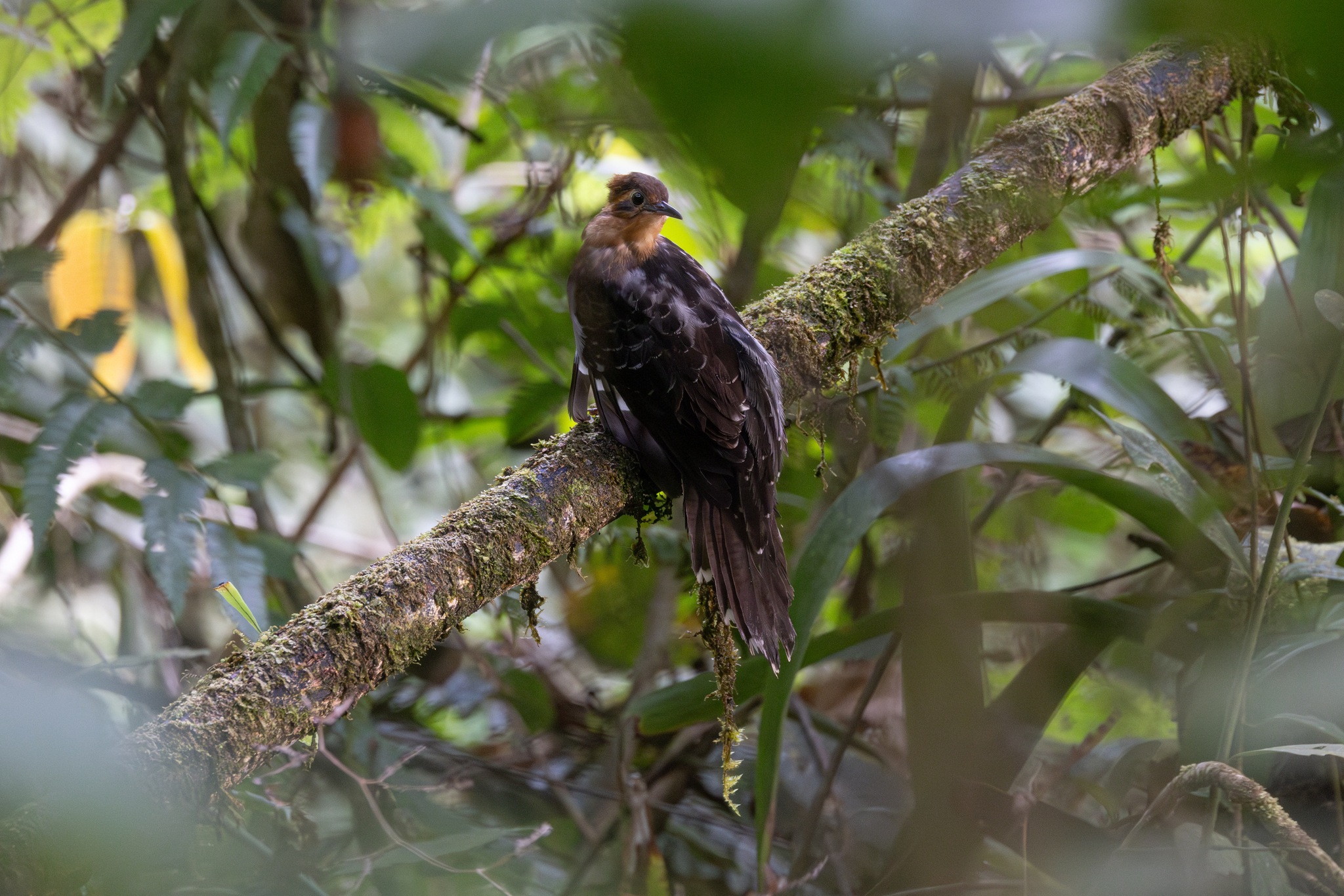 Pavonine Cuckoo (Dromococcyx pavoninus), photo 5