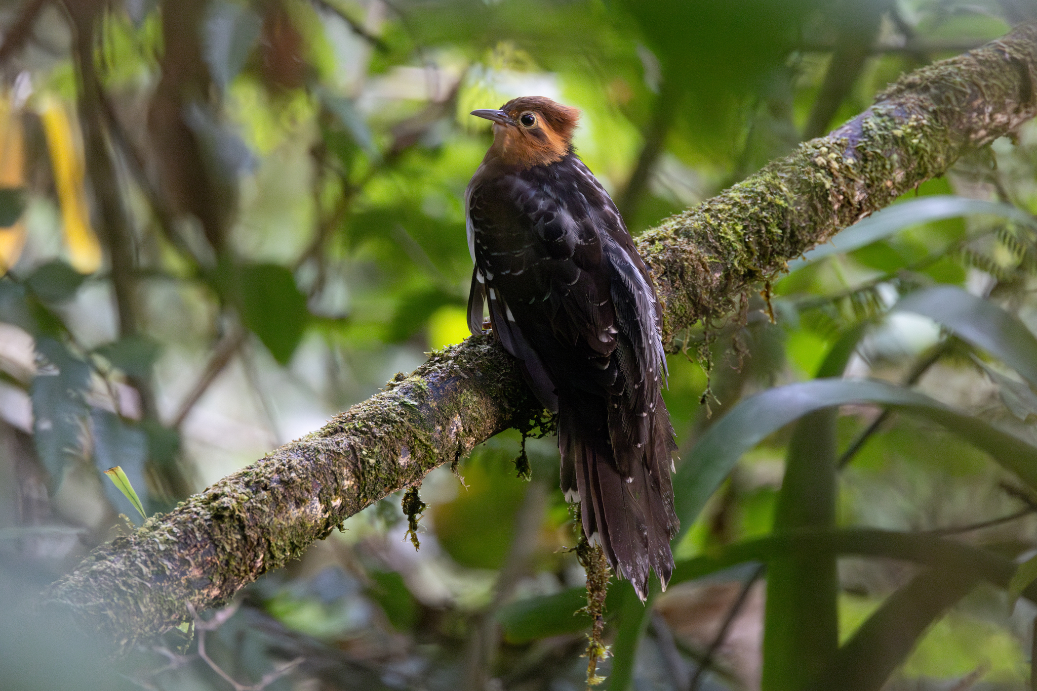 Pavonine Cuckoo (Dromococcyx pavoninus), photo 3
