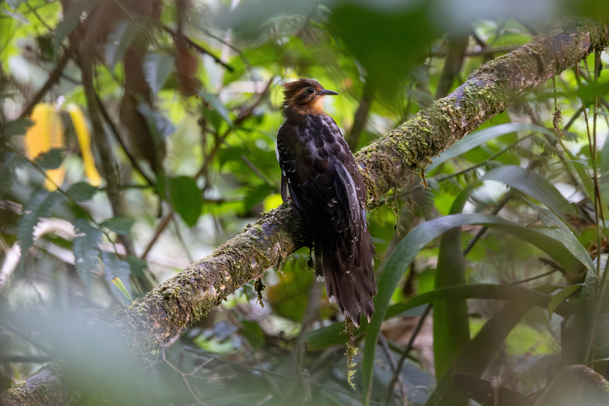 Pavonine Cuckoo (Dromococcyx pavoninus), photo 4