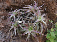 Hechtia lyman-smithii