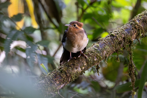 Pavonine Cuckoo (Dromococcyx pavoninus), photo 10
