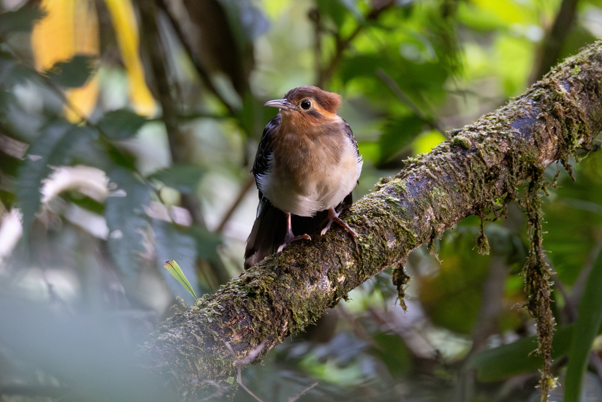 Pavonine Cuckoo (Dromococcyx pavoninus), photo 6