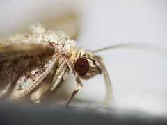 Coenotephria tophaceata