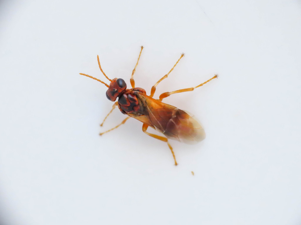Plum Sawfly