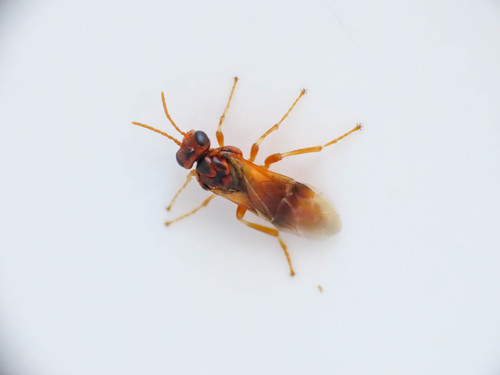 Plum Sawfly