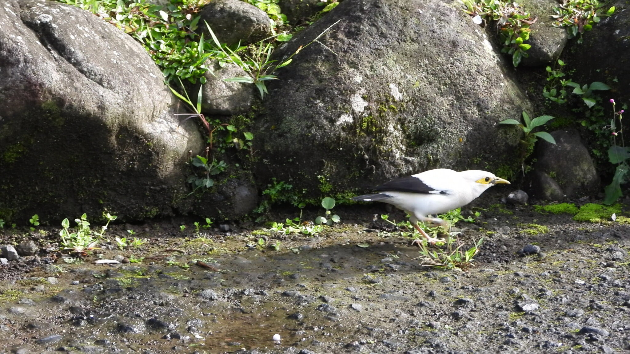 Black-winged Myna (Acridotheres melanopterus), photo 5