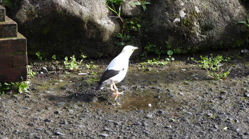 Black-winged Myna (Acridotheres melanopterus), photo 8