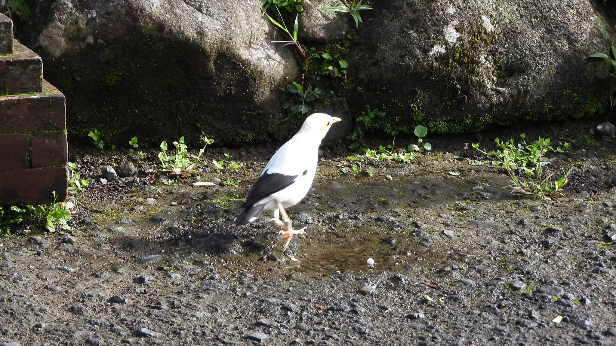 Black-winged Myna (Acridotheres melanopterus), photo 6