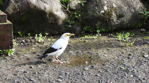 Black-winged Myna (Acridotheres melanopterus), photo 9