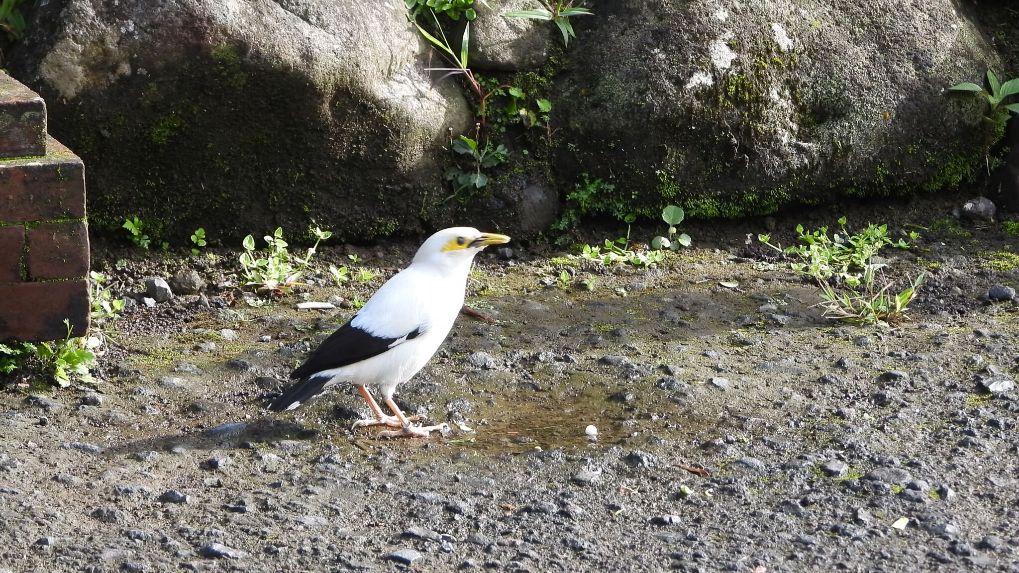 Black-winged Myna (Acridotheres melanopterus), photo 7