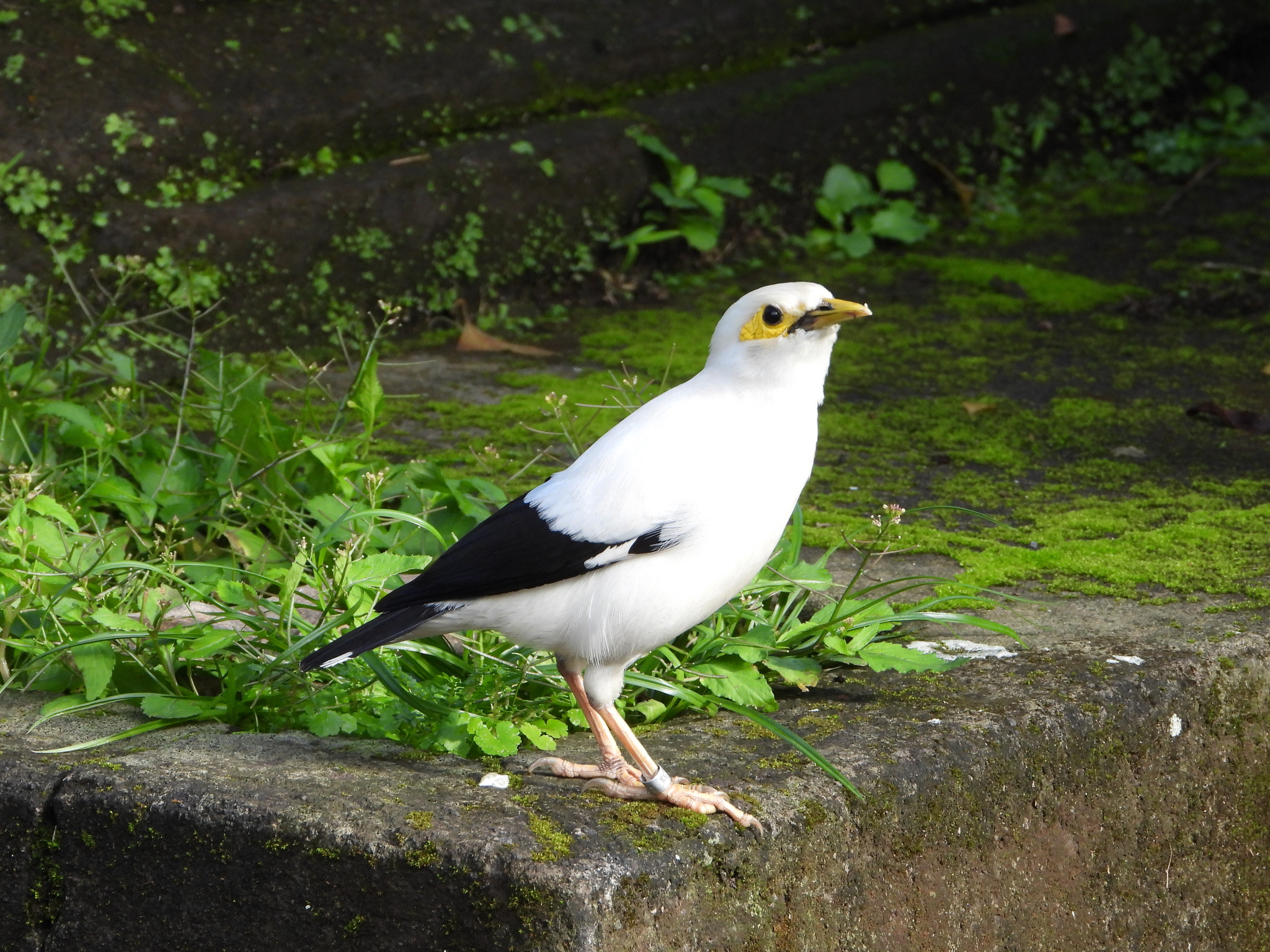 Black-winged Myna (Acridotheres melanopterus), photo 8