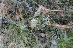 Pelargonium patulum patulum