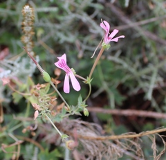 Pelargonium patulum patulum