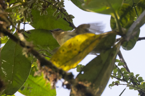 Handsome Flycatcher (Nephelomyias pulcher), photo 9
