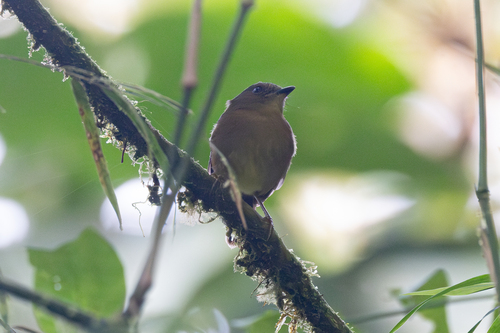 Bronze-olive Pygmy Tyrant (Pseudotriccus pelzelni), photo 5