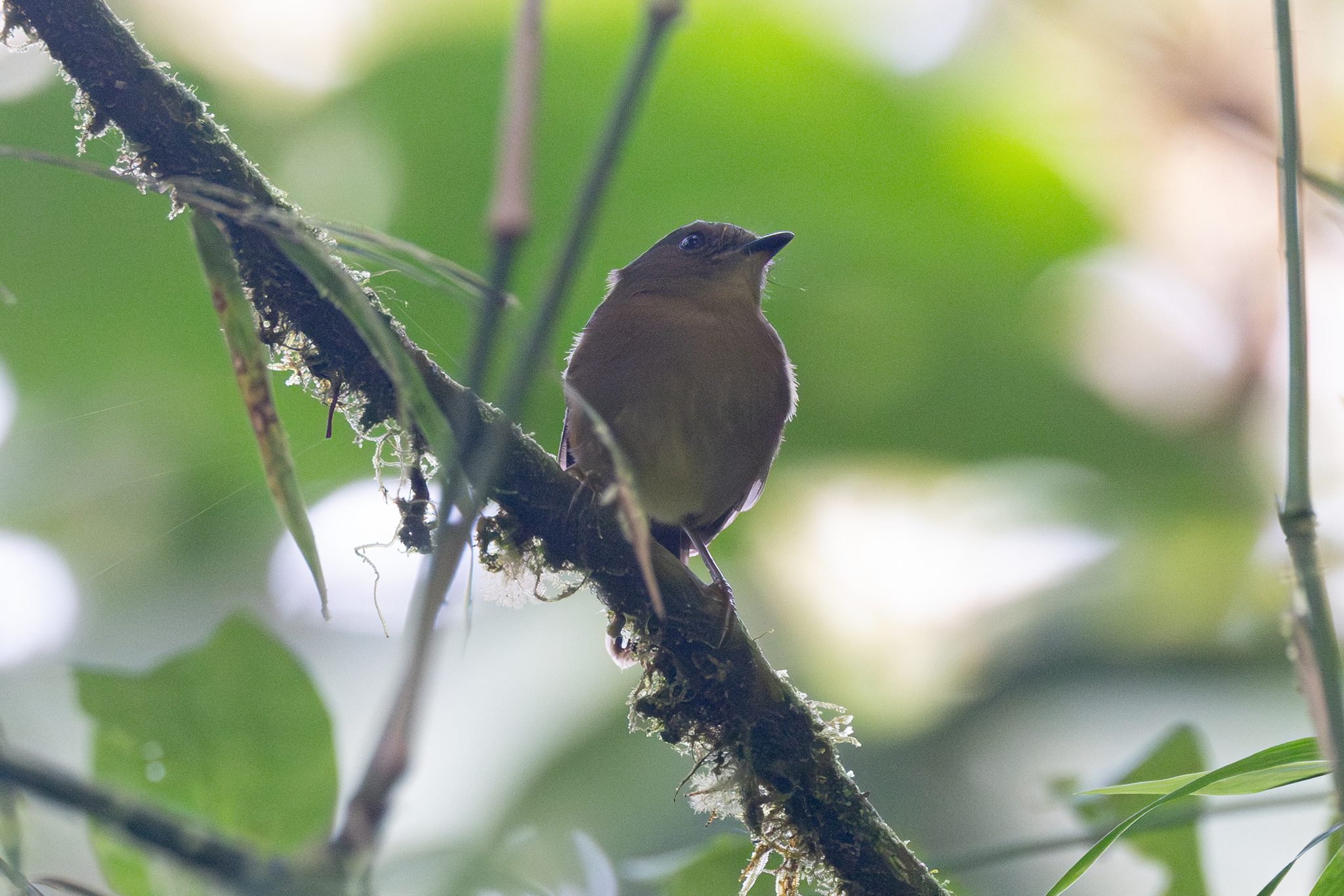 Bronze-olive Pygmy Tyrant (Pseudotriccus pelzelni), photo 1