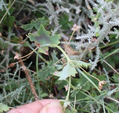 Pelargonium patulum patulum