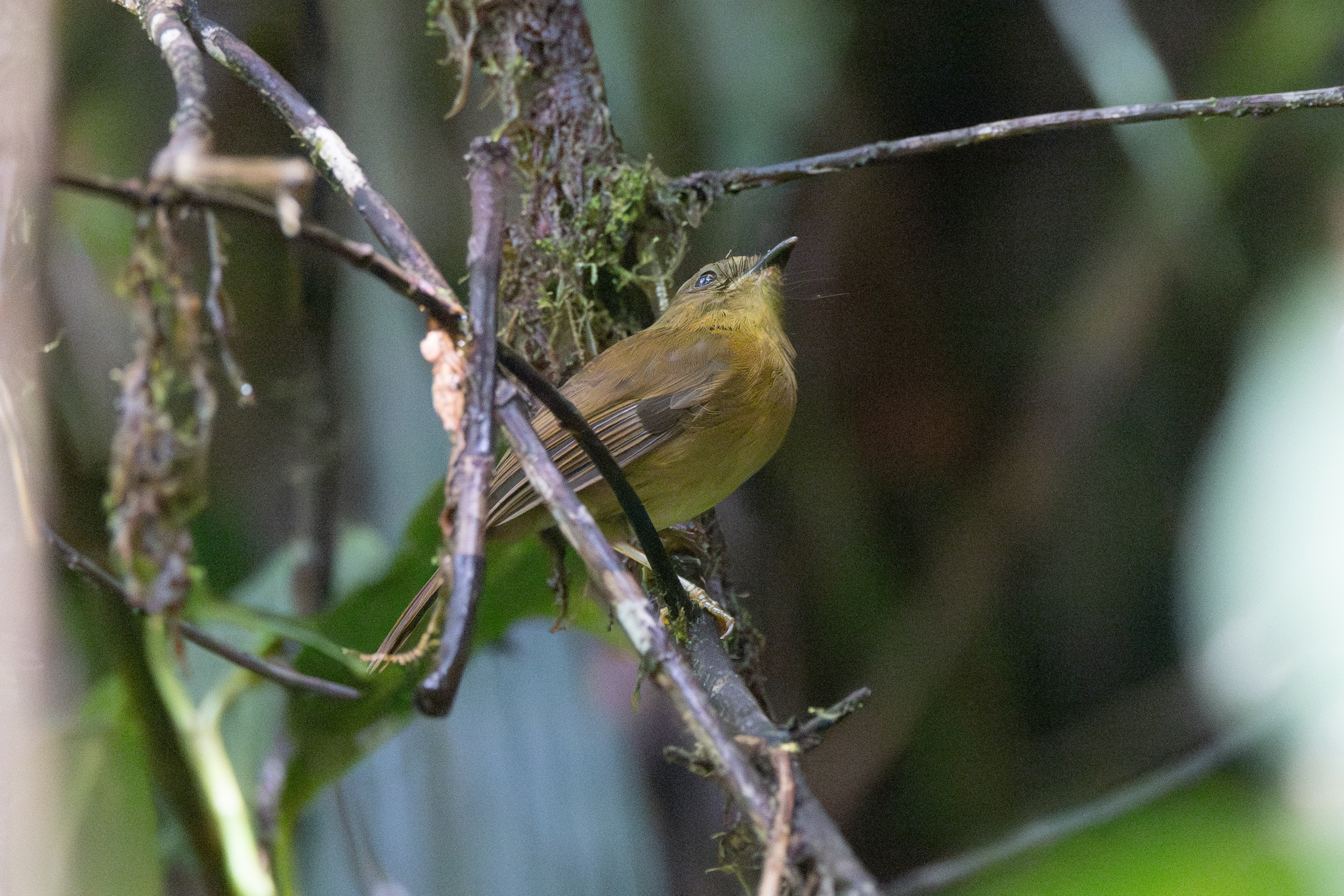 Bronze-olive Pygmy Tyrant (Pseudotriccus pelzelni), photo 2