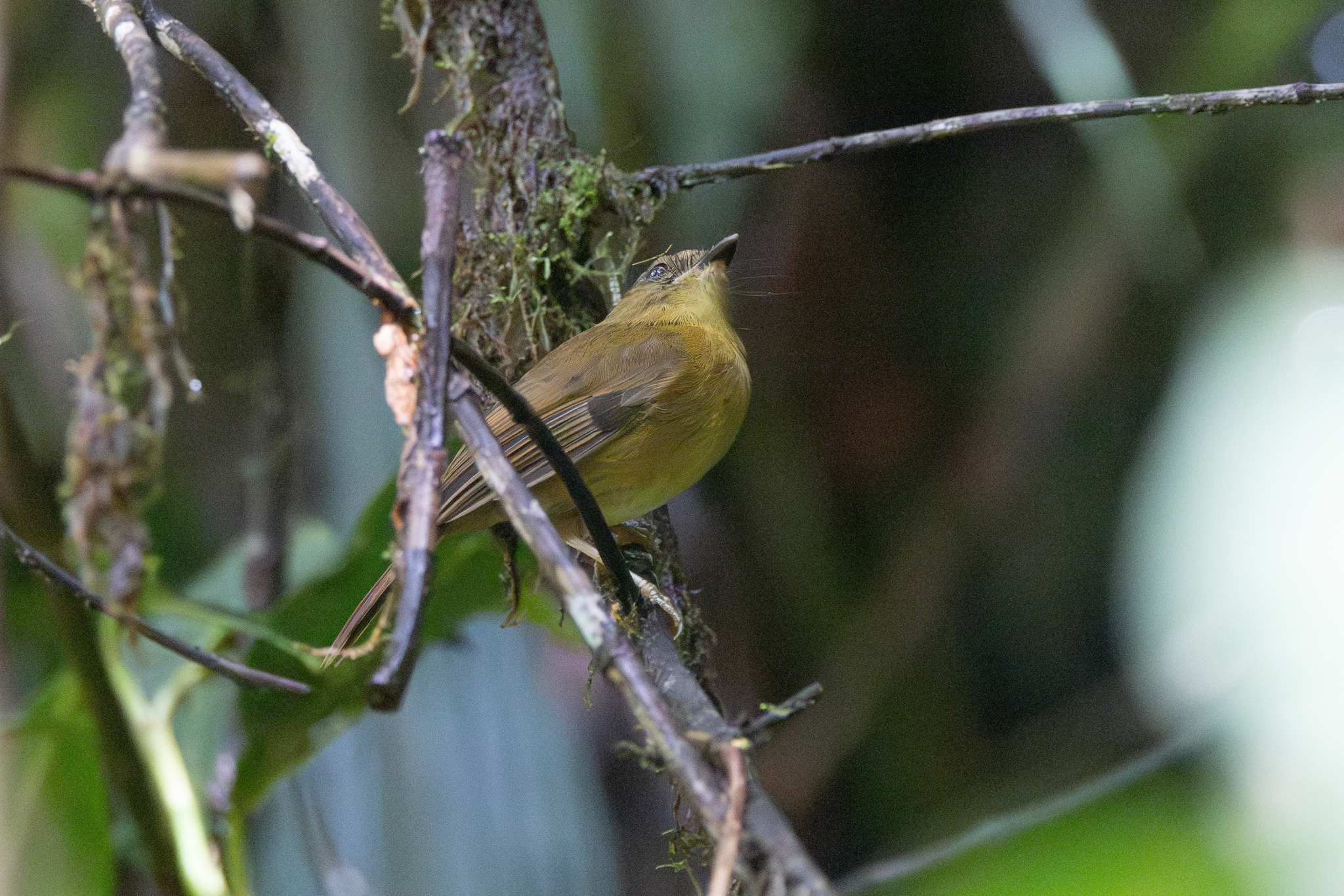 Bronze-olive Pygmy Tyrant (Pseudotriccus pelzelni), photo 3